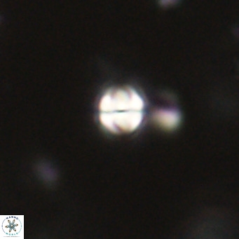 Symmetrikiexafanisi furcatolithoides VR 30235