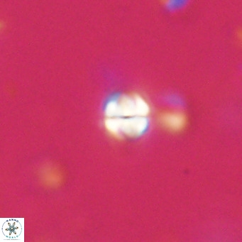 Symmetrikiexafanisi furcatolithoides VR 30236