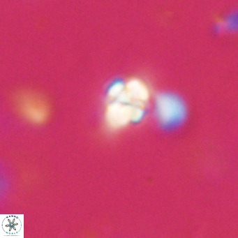 Symmetrikiexafanisi furcatolithoides VR 30237