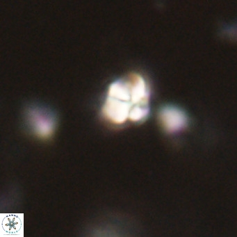 Symmetrikiexafanisi furcatolithoides VR 30238