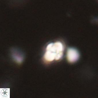 Symmetrikiexafanisi furcatolithoides VR 30239