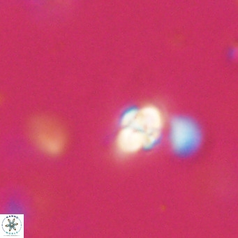 Symmetrikiexafanisi furcatolithoides VR 30240