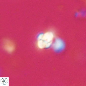 Symmetrikiexafanisi furcatolithoides VR 30241