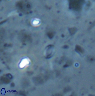 Syracosphaera oneillii 26601