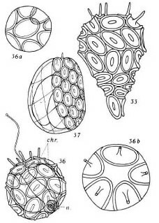 Syracosphaera pulchra 1473 5