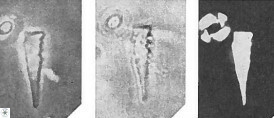 Triamutilaferrum martinii 22725