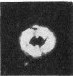 Toweius occultatus 43063