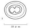 Toweius occultatus 43063