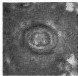 Toweius occultatus 43063