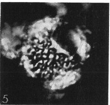 Cervisiella operculata 13829