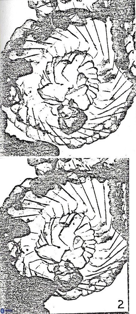 Cyclagelosphaera reinhardtii 870