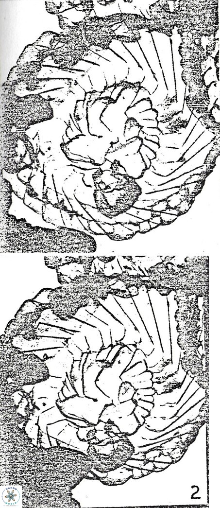 Cyclagelosphaera reinhardtii 870