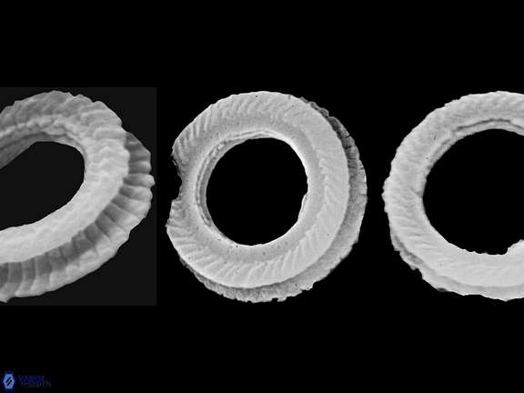 T bramlettei proximal