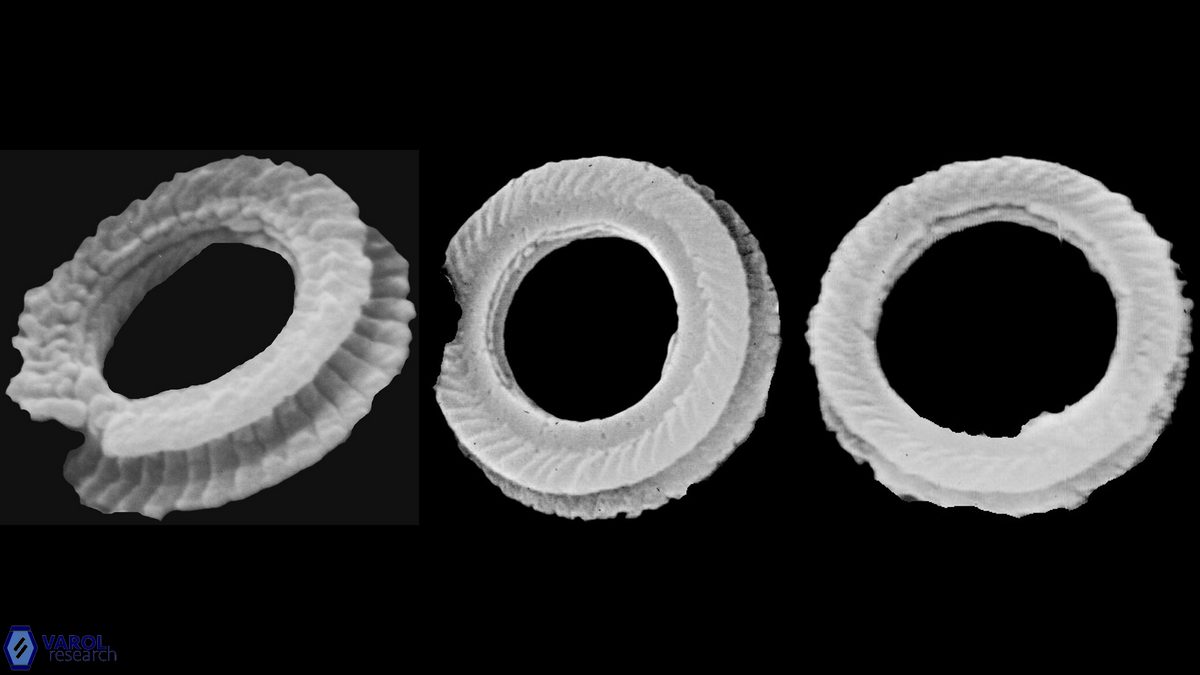 T bramlettei proximal