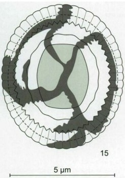 Toweius atalikii 49261