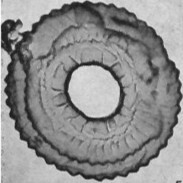 Toweius callosus 22610