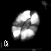 Tortolithus carteri 507