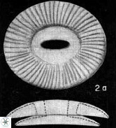 Coccolithus eopelagicus VR 027888