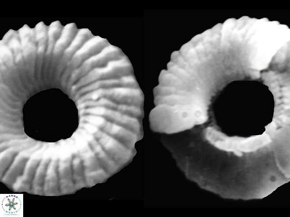 T jafarii b