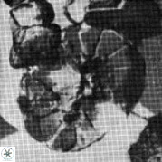 Tortolithus johannisbergensis 521