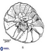 Tortolithus johannisbergensis 521