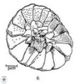 Tortolithus johannisbergensis 521