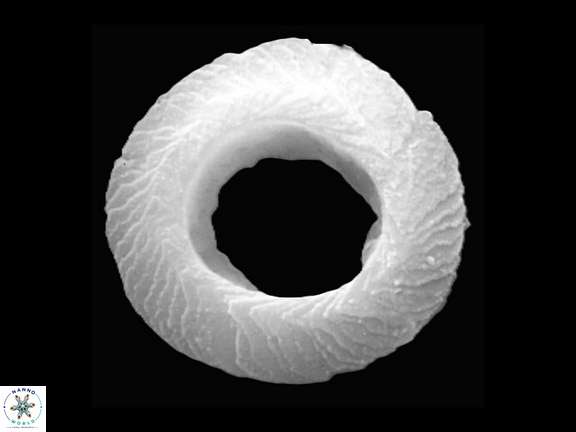 T lordii a
