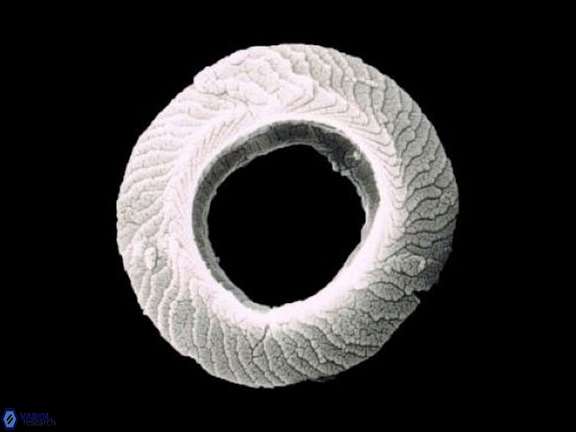 T lordii essential