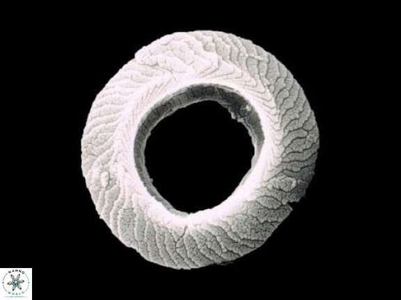 T lordii essential