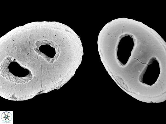 T pulcheroides