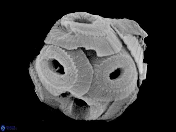 T pertusus coccosphere