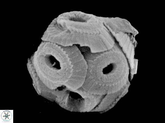 T pertusus coccosphere