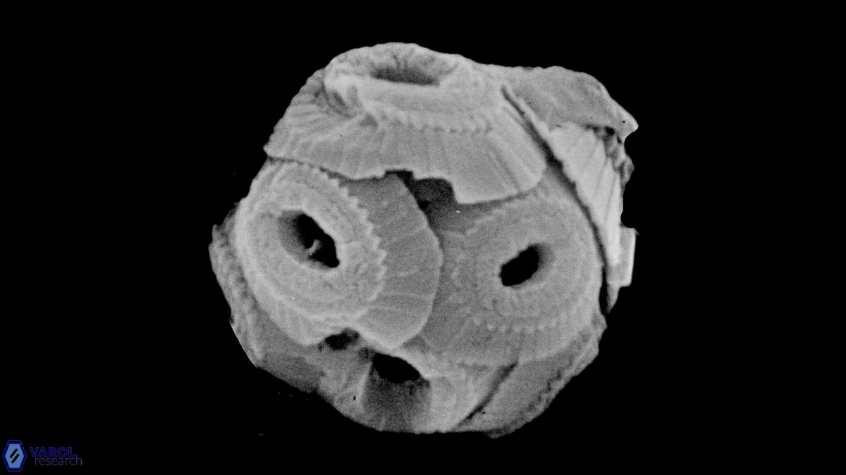 T pertusus coccosphere