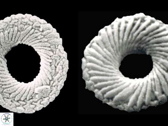 T petaliformis a