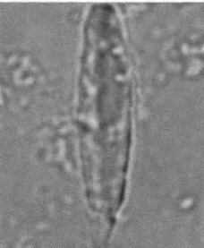 Pennalithus rioi 30074