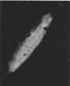 Pennalithus rioi 30074