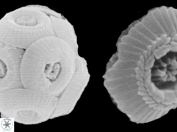 T rotundus