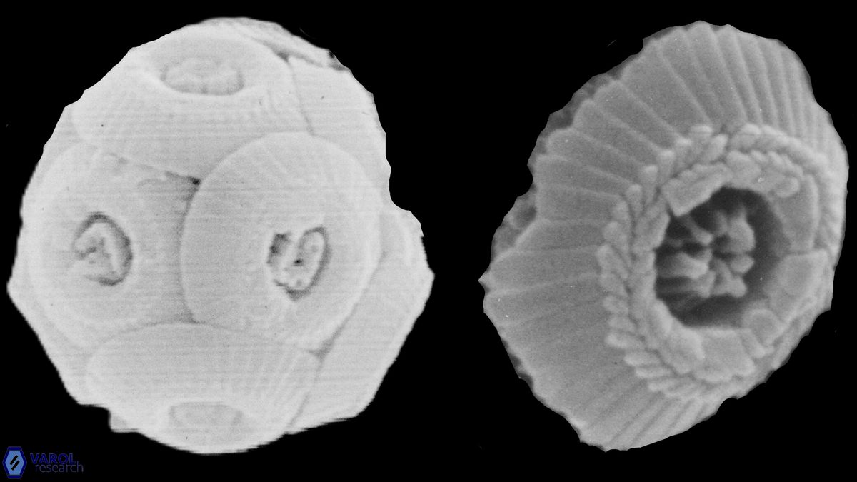 T rotundus