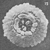 T rotundus 3