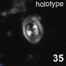 Konyaea stemmerikii 866