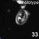 Konyaea stemmerikii 866