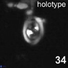 Konyaea stemmerikii 866