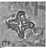 Nannotetrina quadrata VR 025628