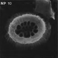 Toweius serotinus 50263