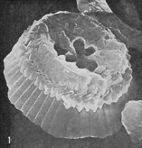 Toweius tovae 25316
