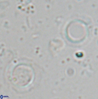 Tenebrislaminam aequiscutum 26909