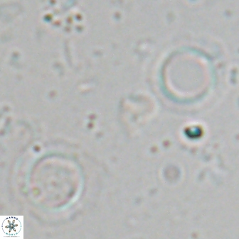 Tenebrislaminam aequiscutum 26909