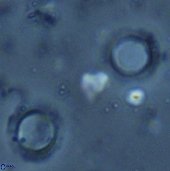 Tenebrislaminam aequiscutum 26910