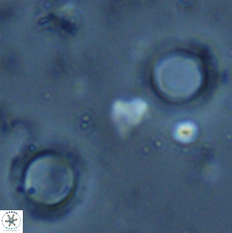 Tenebrislaminam aequiscutum 26910