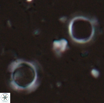 Tenebrislaminam aequiscutum 26913